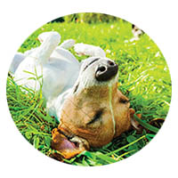 New Ulm flea and tick control