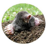 New Ulm mole & grub control