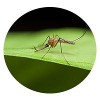 New Ulm mosquito control