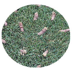 New Ulm spring touch aeration and seeding